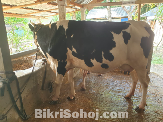 Frisian cow